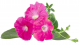 كبسولات مزرعة Click and Grow / ثلاث حبات / زهور البتونيا الوردية