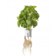 كبسولات Pro Plant Cups / لمزرعة Click & Grow Smart Garden / تساعد ف اطالة عمر الزرع / 9 حبات