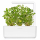 كبسولات مزرعة Click and Grow / ثلاث حبات / نبات الاوريجانو