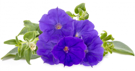 كبسولات مزرعة Click and Grow / ثلاث حبات / زهور البتونيا الزرقاء